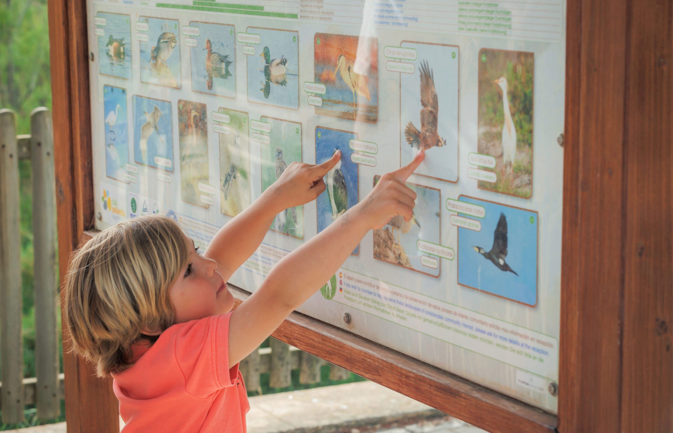 Bird watching at PortBlue Club Pollentia Resort & Spa